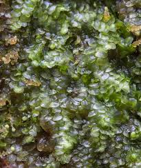 Attēlu rezultāti vaicājumam “Calypogeia integristipula”