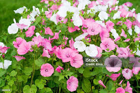 Image result for Lavatera trimestris