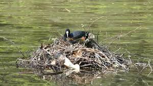 Attēlu rezultāti vaicājumam “Fulica atra”