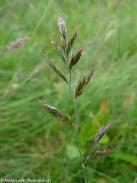 Attēlu rezultāti vaicājumam “Festuca ovina flower”