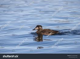 Image result for Melanitta perspicillata