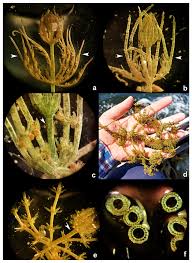 Attēlu rezultāti vaicājumam “Chara intermedia male”