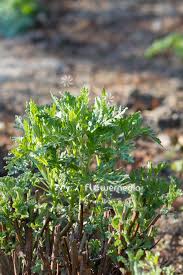 Image result for Artemisia gmelinii