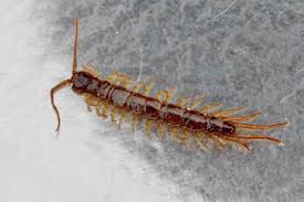 Attēlu rezultāti vaicājumam “Lithobius forficatus”