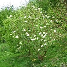 Attēlu rezultāti vaicājumam “Viburnum lantana”