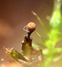 Attēlu rezultāti vaicājumam “Trichia flavicoma macro”