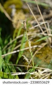 Attēlu rezultāti vaicājumam “Carex sylvatica flower”
