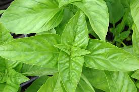 Attēlu rezultāti vaicājumam “Ocimum basilicum leaf”