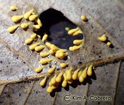 Attēlu rezultāti vaicājumam “Leocarpus fragilis young”