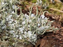 Attēlu rezultāti vaicājumam “Cladonia coniocraea”