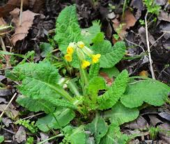 Image result for Primula veris