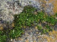 Attēlu rezultāti vaicājumam “Gyroweisia tenuis”