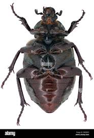 Attēlu rezultāti vaicājumam “Osmoderma barnabita imago”
