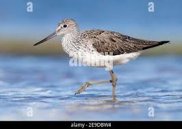 Attēlu rezultāti vaicājumam “Tringa nebularia adult”