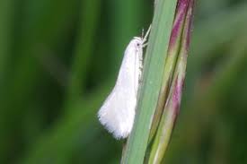 Attēlu rezultāti vaicājumam “Elachista argentella”
