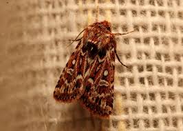 Attēlu rezultāti vaicājumam “Lycophotia porphyrea”