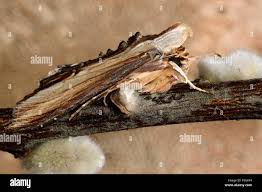 Attēlu rezultāti vaicājumam “Cucullia verbasci”