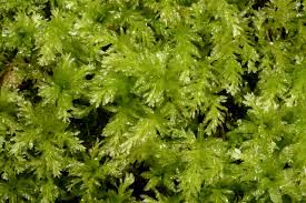 Attēlu rezultāti vaicājumam “Plagiomnium undulatum”