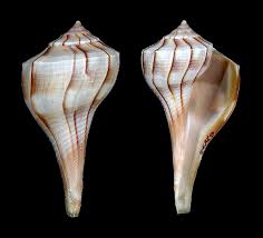 Image result for Sinistrofulgur perversum