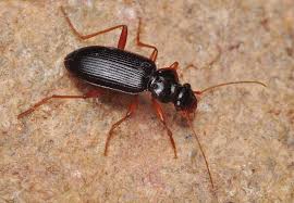 Attēlu rezultāti vaicājumam “Loricera pilicornis”