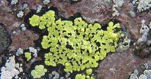 Attēlu rezultāti vaicājumam “Rhizocarpon geographicum”