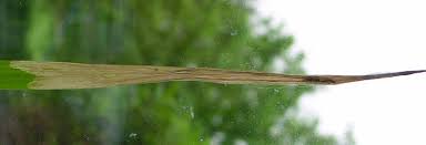 Attēlu rezultāti vaicājumam “Bromopsis inermis leaf”