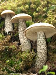 Attēlu rezultāti vaicājumam “Leccinum versipelle”