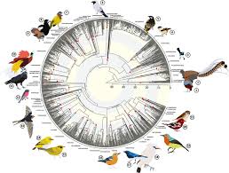 Attēlu rezultāti vaicājumam “Passeriformes”