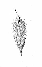 Attēlu rezultāti vaicājumam “Alopecurus pratensis flower”