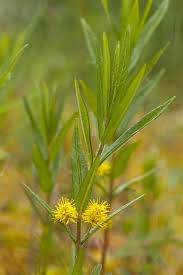 Attēlu rezultāti vaicājumam “Lysimachia thyrsiflora leaf”