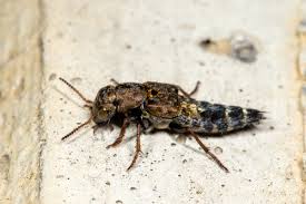 Attēlu rezultāti vaicājumam “Ontholestes murinus”