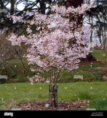 Attēlu rezultāti vaicājumam “Prunus padus var. roseiflora flower”