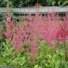 Attēlu rezultāti vaicājumam “Astilbe chinensis leaf”