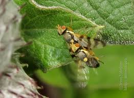 Attēlu rezultāti vaicājumam “Urophora jaceana”