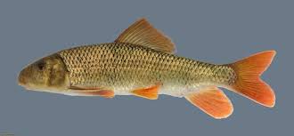 Image result for Moxostoma erythrurum