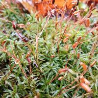 Attēlu rezultāti vaicājumam “Pogonatum nanum”