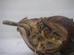 Image result for Buccinum undatum