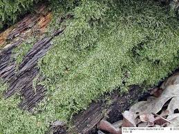 Attēlu rezultāti vaicājumam “Plagiothecium latebricola”