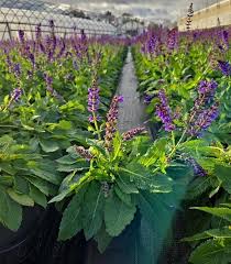 Attēlu rezultāti vaicājumam “Salvia nemorosa flower”