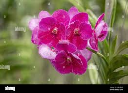 Attēlu rezultāti vaicājumam “Orchidaceae”