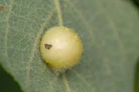 Attēlu rezultāti vaicājumam “Euura pedunculi”