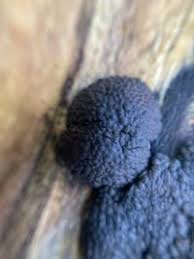 Attēlu rezultāti vaicājumam “Hypoxylon vogesiacum”