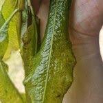 Attēlu rezultāti vaicājumam “Potamogeton lucens leaf”