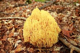 Attēlu rezultāti vaicājumam “Ramaria flava”