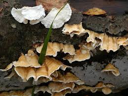 Attēlu rezultāti vaicājumam “Plicatura nivea”