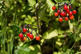 Attēlu rezultāti vaicājumam “Solanum dulcamara fruit”