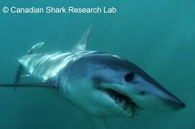 Image result for Isurus oxyrinchus