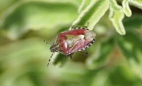 Attēlu rezultāti vaicājumam “Dolycoris baccarum”