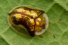 Attēlu rezultāti vaicājumam “Tortula lingulata macro”