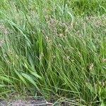 Attēlu rezultāti vaicājumam “Carex praecox”